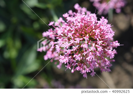 Red valerian 40992625