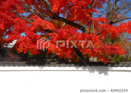 Autumn leaves and white walls 40992834