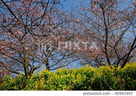 Nanohana和Kawazu Sakura·Nishihira Uba Park 40992997