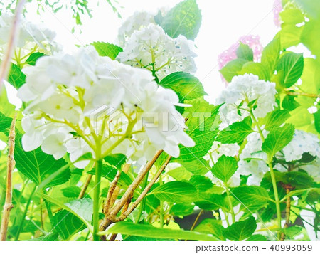 hydrangea 40993059