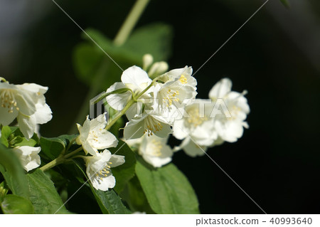 Mock orange flower 40993640