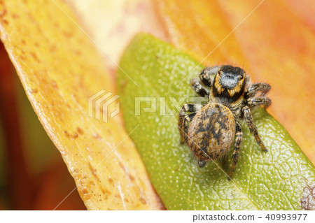 Jumping spider 40993977