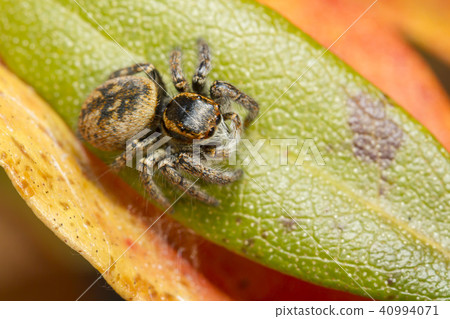 Jumping spider 40994071