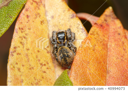 Jumping spider 40994073