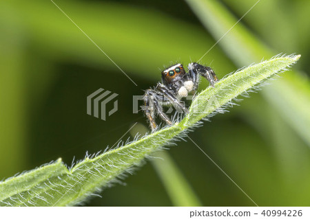 Jumping spider 40994226