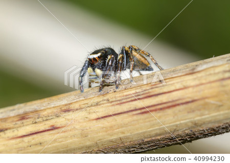 Jumping spider Jumping spider 40994230