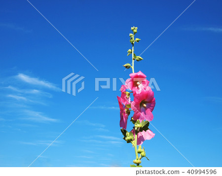 Hollyhock that shines in the blue sky after the rain 40994596