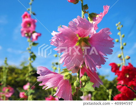 Hollyhock that shines in the blue sky after the rain Hollyhock that shines in the blue sky after the rain 40994597