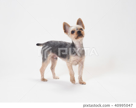Yorkshire terrier looking up Yorkshire terrier looking up 40995047