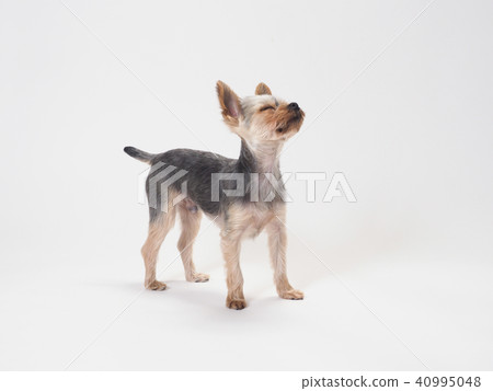 A closed Yorkshire terrier 40995048