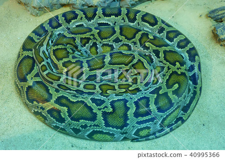 Green burmese python Green burmese python 40995366