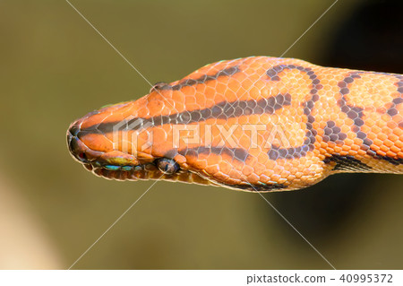 Rainbow snake Rainbow snake 40995372