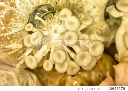 Mushroom in the bag Mushroom in the bag 40995376