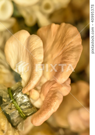Mushroom in the bag Mushroom in the bag 40995378