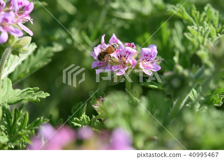 Sentido zeraniumium and honey bee flower spring Sentido zeraniumium and honey bee flower spring 40995467