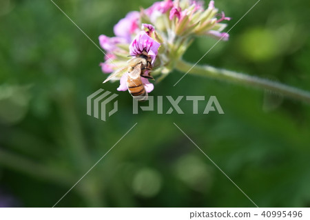 Scented Geranium and Bee Herbs Spring Minamata Rose Garden Kumamoto Prefecture Scented Geranium and Bee Herbs Spring Minamata Rose Garden Kumamoto Prefecture 40995496