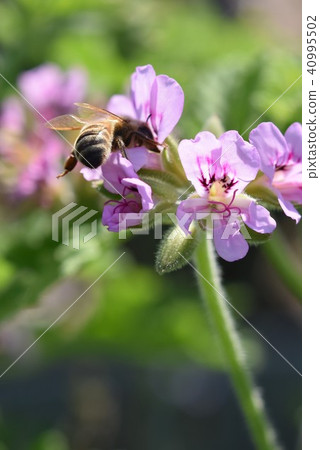 Scented Geranium and Bee Herbs Spring Minamata Rose Garden Kumamoto Prefecture Scented Geranium and Bee Herbs Spring Minamata Rose Garden Kumamoto Prefecture 40995502