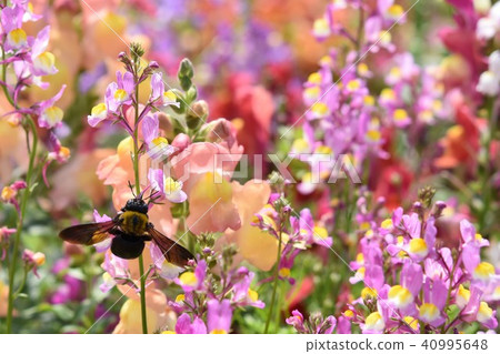 Carpenter bee flower garden flower garden spring windmill park flower festival Nagashima town Izumi city Kagoshima prefecture 40995648
