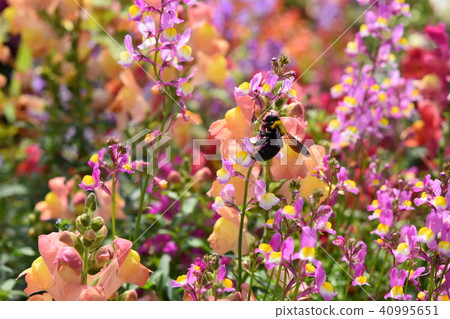 Carpenter bee flower garden flower garden spring windmill park flower festival Nagashima town Izumi city Kagoshima prefecture 40995651