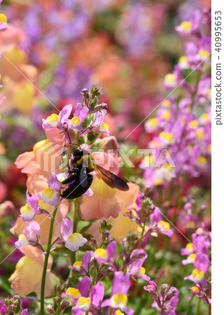Carpenter bee flower garden flower garden spring windmill park flower festival Nagashima town Izumi city Kagoshima prefecture 40995653