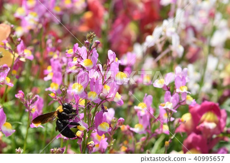 Carpenter bee flower garden flower garden spring windmill park flower festival Nagashima town Izumi city Kagoshima prefecture 40995657