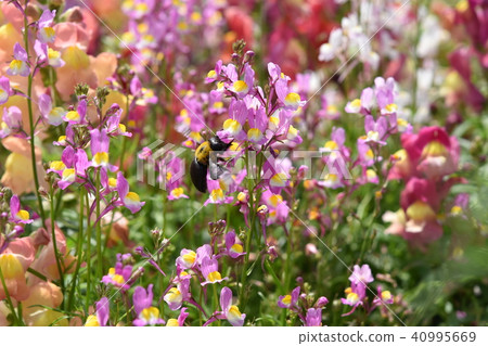Carpenter bee flower garden flower garden spring windmill park flower festival Nagashima town Izumi city Kagoshima prefecture 40995669