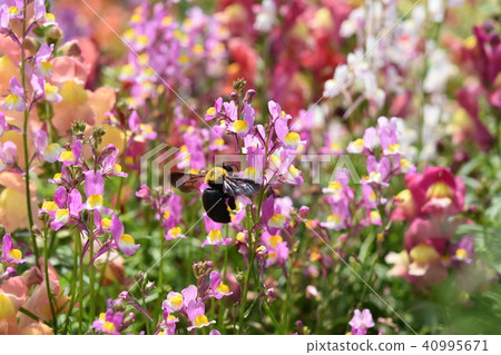 Carpenter bee flower garden flower garden spring windmill park flower festival Nagashima town Izumi city Kagoshima prefecture 40995671