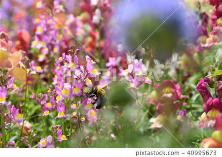 Carpenter bee flower garden flower garden spring windmill park flower festival Nagashima town Izumi city Kagoshima prefecture Carpenter bee flower garden flower garden spring windmill park flower festival Nagashima town Izumi city Kagoshima prefecture 40995673