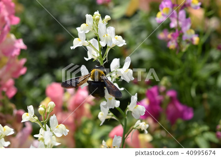 Bear bee flower garden Ohbama field spring 40995674