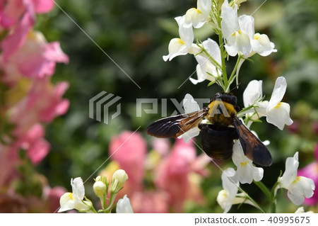 熊蜂花園Ohbama領域春天 熊蜂花園Ohbama領域春天 40995675