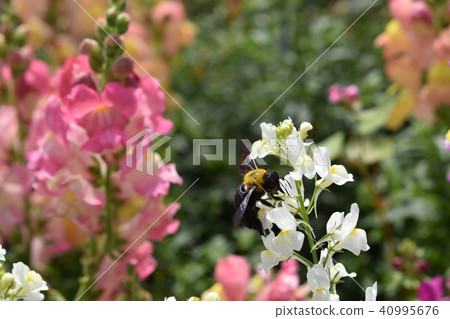 熊蜂花園Ohbama領域春天 40995676