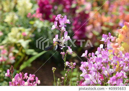 Bear bee flower garden Ohbama field spring 40995683