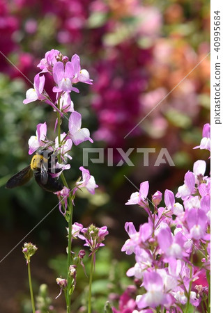 Bear bee flower garden Ohbama field spring Bear bee flower garden Ohbama field spring 40995684