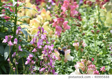 Bear bee flower garden Ohbama field spring 40995688