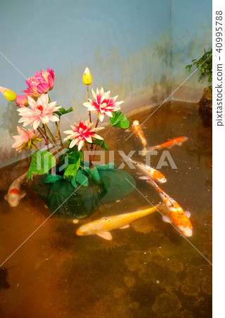 鯉魚,人工池塘舌,Muro's轝轢,台灣,吉吉,餐廳,人工貨物,人工貨物 鯉魚,人工池塘舌,Muro's轝轢,台灣,吉吉,餐廳,人工貨物,人工貨物 40995788