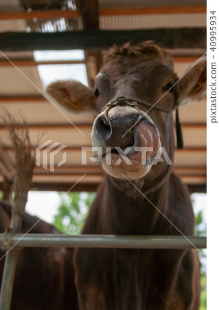 Sightseeing image Harvest Zoo Sightseeing image Harvest Zoo 40995934