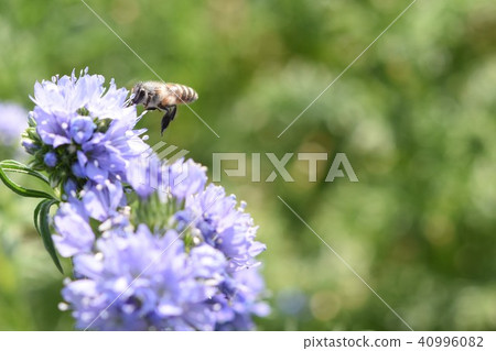 Allium bee purple flowers 40996082