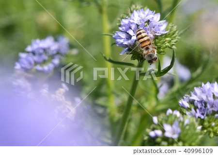 Allium bee purple flowers Allium bee purple flowers 40996109