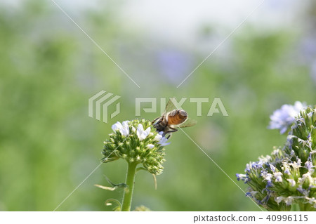 Allium bee purple flowers Allium bee purple flowers 40996115