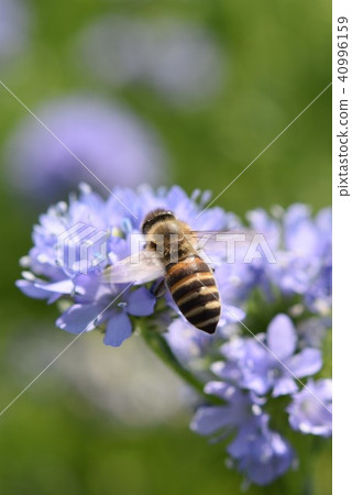 Allium Bee Purple Flower Flower Festa Windmill Park 長島町 泉市 鹿兒島縣 40996159