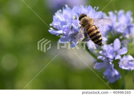 Allium bee purple flowers 40996160