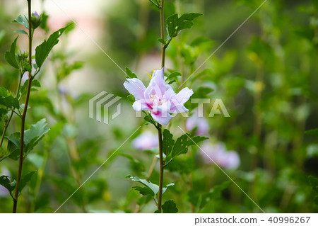 台北,台北植物園,花園,花季,夏日的天空 台北,台北植物園,花園,花季,夏日的天空 40996267