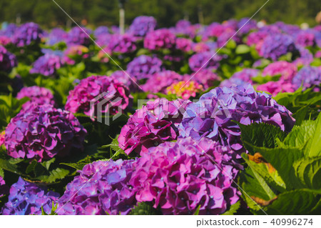 Taiwan, Yangmingshan, Huang Lake, Grand Prize garden, Rose ball flower, purple, dreamlike 40996274