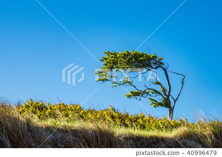 Tree on shore of the Baltic Sea Tree on shore of the Baltic Sea 40996479