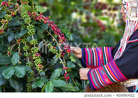 Female Akha tribe is harvesting coffee beans Female Akha tribe is harvesting coffee beans 40996482