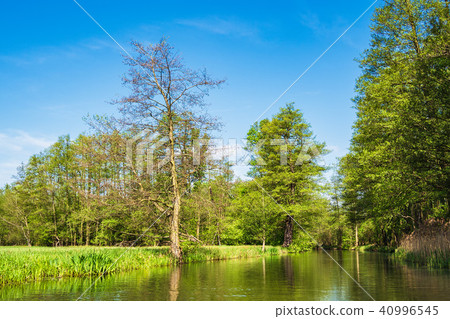 Landscape with trees in the Spreewald area 40996545