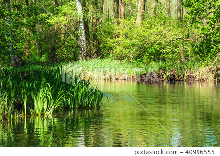 Landscape with trees in the Spreewald area 40996555