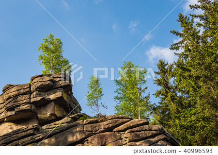 Landscape with trees in the Harz area, Germany 40996593