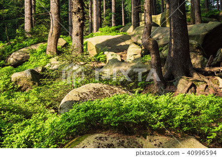Landscape with trees in the Harz area, Germany 40996594
