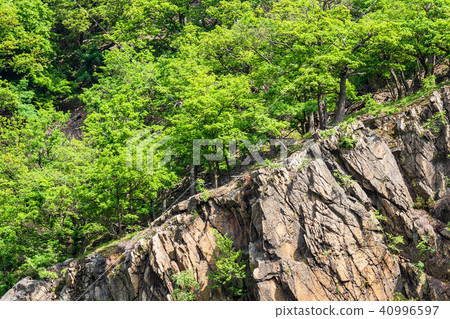 Landscape with trees in the Harz area, Germany 40996597
